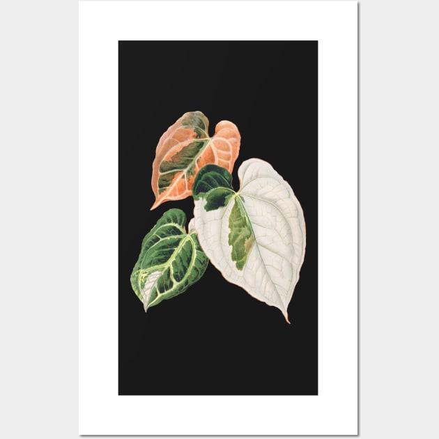 Variegated Anthurium crystallinum - Botanical Illustration Wall Art by chimakingthings